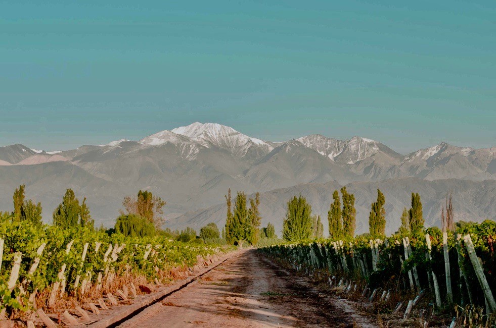 Bodegas y Olivares {activities-custom-search}